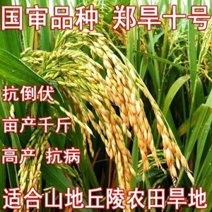旱稻种子 郑旱10号 亩产千斤 籼稻 洛稻998 稻谷直播稻常规稻种子
