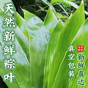 粽叶包粽子专用干竹子叶特大号宽叶非芦苇叶新鲜棕子叶箬竹叶棉绳