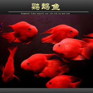 血红鹦鹉鱼活体中大型热带观赏鱼淡水活体元宝红财神发财鱼黄鱼苗