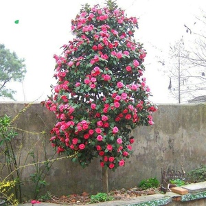 庭院耐寒大型花卉山茶花树苗四季常青植物青岛耐冬耐冻茶花树苗