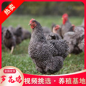 纯种半斤芦花鸡活体青年一斤白芦花鸡活体高产下蛋鸡养殖技术