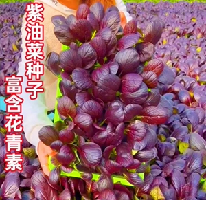 高产紫油菜种籽紫色油莱小白菜种子四季春秋季农家青菜南方蔬菜孑