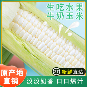 漳州爆浆牛奶玉米即食水果冰糖白色玉米当季新鲜可以生吃棒子现摘