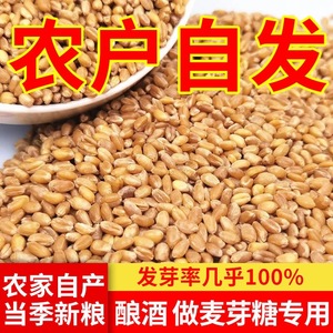小麦粒麦子粒小麦带皮小麦米食用籽优质麦芽糖带皮2023新小麦猫草