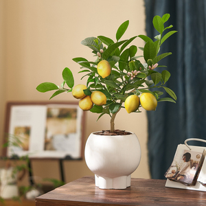 香水柠檬树盆栽可食用客厅阳台庭院绿植四季好养老桩树苗结果植物