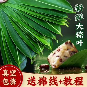 粽叶新鲜粽子叶大号批发商用专用包棕子的叶子芦苇干棕叶广西野生