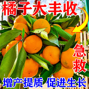桔子树专用肥橘子树肥料柑橘沃柑果树盆栽营养液保果增甜金桔复合