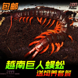 越南巨人蜈蚣全长18-23CM大个体 精品亚洲超大宠物蜈蚣 包活全品