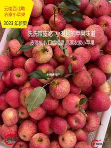 【先拍再摘】2023年云南西北勒高原农家半野生小苹果非昭通丑苹果