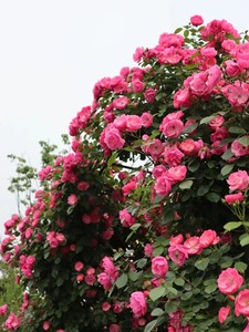 安吉拉月季花苗爬藤植物庭院阳台爬墙多头群开藤本月季四季蔷薇花