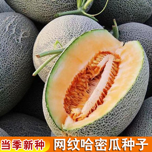 网纹哈密瓜种子超甜南北方四季播种水果甜瓜香西瓜阳台盆栽蔬菜籽