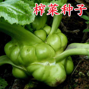 特大榨菜种子种籽疙瘩光头菜青菜种子秋冬季耐寒蔬菜种子芥菜种籽