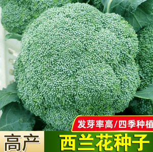 西兰花菜种子有机松花菜种籽花椰菜高产绿色花菜种孑春秋四季蔬菜