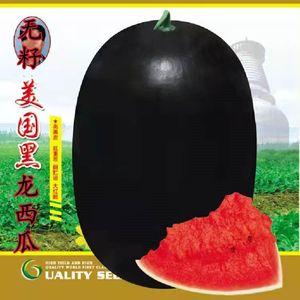 无籽黑龙西瓜种子特大高产甜早熟薄皮四季播水果黑皮巨型西瓜种子