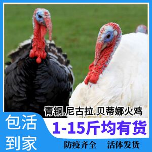 农家散养火鸡活体青铜尼古拉贝蒂娜成年火鸡巨型鸡大种鸡青年火鸡