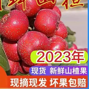 新鲜山楂水果山里红大果冰糖葫芦原料金星棉球农家自种现摘现发