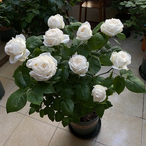 多季开大花浓香月季花苗伊芙婚礼之路纯白色玫瑰盆栽阳台观花植物