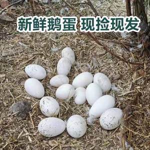 顺丰山东溜河土鹅蛋农家五龙河新鲜鹅蛋孕妇散养特产现捡现发12枚