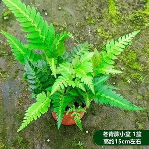 新疆包邮冬青蕨盆栽狼尾蕨苗吉姆蕨银线蕨室内桌面办公小绿植四季