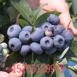 蓝莓苗果树兔眼大果巨人泰坦-titan搭配授粉树灿烂蓝莓树盆栽地栽