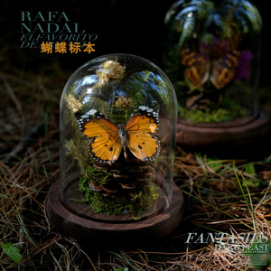 蝴蝶标本装饰摆件昆虫玻璃罩微景观生态动植物干花主题展示摆件
