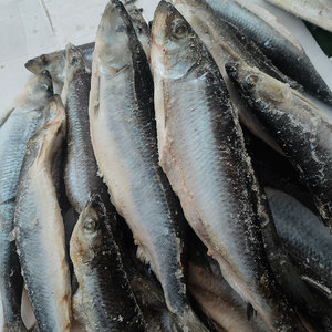 东北沙丁鱼冷冻无冰大青鱼特产传统年货沙丁鲱鱼水产散装5斤包邮
