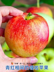山西嘎啦苹果9斤当季新鲜水果整箱包邮脆甜红富士嘎拉孕妇水果10