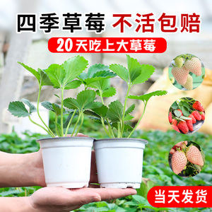 奶油草莓苗秧苗盆栽四季结果带花带果新苗黑珍珠丹东99红颜章姬