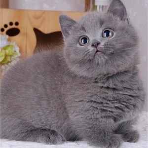蓝白幼猫加菲猫血统英短蓝猫猫舍金银渐层布偶猫咪活物矮脚宠物猫