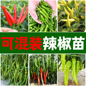 各种辣椒种子四季朝天椒螺丝椒薄皮青椒线椒种子高产庭院盆栽蔬菜