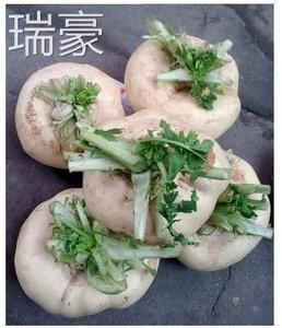 一份10斤装温州盘菜扁头菜大头菜圆菜头甜萝卜新鲜蔬菜