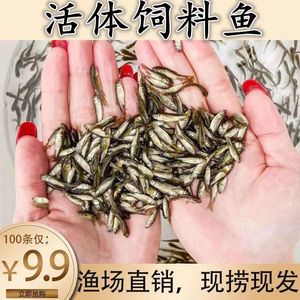 水花活体麦穗鱼苗饲料鱼饵料鱼乌龟活食龙活鱼鳄龟小鱼群游冷水鱼