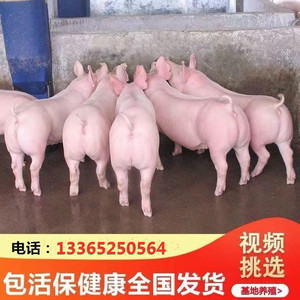 长白母猪 二元母猪 约克母猪 大白母猪 种母猪 白母猪活体猪 猪苗