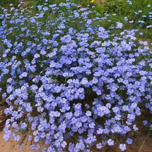 兰花亚麻种子多年生蓝宝石花种籽阳台庭院景观花海耐寒耐旱