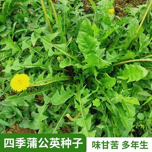 蒲公英种子野生婆婆丁食用蔬菜种籽四季野菜种孑药用阳台盆栽花籽