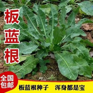 板蓝根种子中药材大青叶种中草药四季播种清热解毒植物根种种苗孑