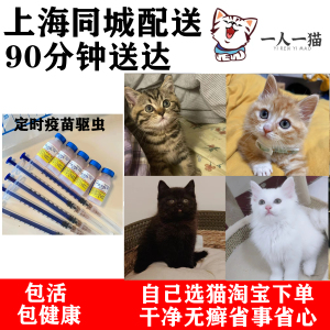 橘猫小幼崽活物狸花猫上海同城长毛白猫黑猫狮子猫领养中华田园猫