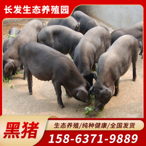 纯种黑猪活猪出售小猪仔活苗成年大型黑猪种猪高产怀孕母猪养殖