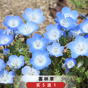 喜林草种籽蓝色粉蝶花种子婴儿的眼泪日本公园花海花园阳台可盆栽