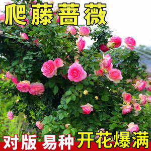 爬藤蔷薇花种子四季开花好养爬藤植物种籽重瓣庭院阳台花卉种子