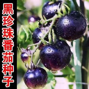 糖水黑珍珠黑番茄种子黑西红柿种苗种籽耐热耐寒阳台盆栽蔬菜种孑