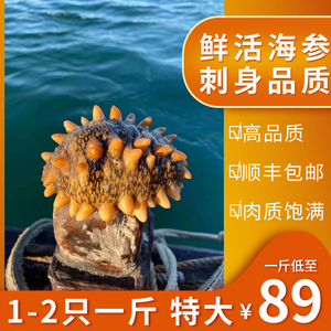 海参鲜活海参活体野生刺身超大新鲜海捕即食海鲜水产商用刺参