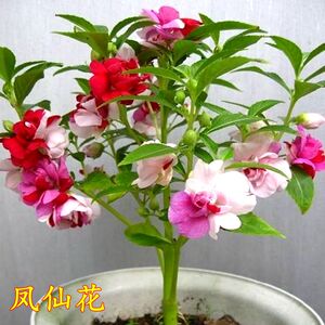 凤仙花种子观花种子茶花风仙种子重瓣混色草花种子指甲花种子