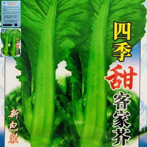 四季客家芥菜种子正宗甜芥菜大宽叶夏秋农家菜园青菜原装蔬菜种籽