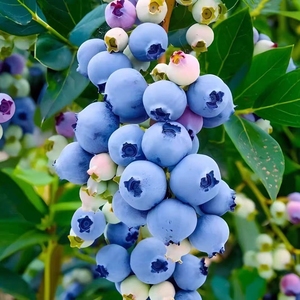 蓝莓树果苗盆栽北方南方种植大果四季奥尼尔兔眼薄雾蓝莓苗蓝梅树