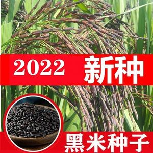 黑稻谷水稻种子黑糯米种子黑谷米黑米高产黑谷种籽正宗黑糯米种子