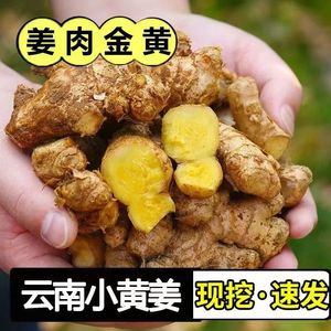 新云南小黄姜5斤红河新鲜生姜老姜现挖高山沙姜老姜土姜种子蔬菜