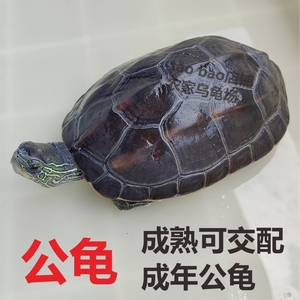 公乌龟公龟公草龟种公活物成熟可交配繁殖成年种公招财龟中国乌龟