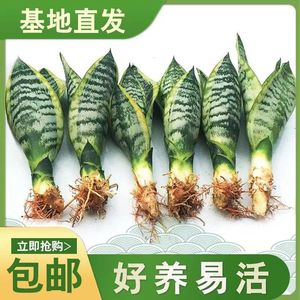 金边虎皮兰新房除甲醛客厅室内花卉绿植盆栽宽叶高矮虎尾兰净化