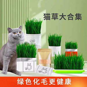 猫草无土盆栽化毛草种子非已种好懒人幼猫小麦种子有机猫咪零食品